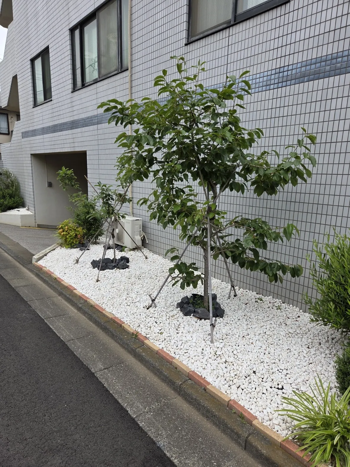 昨年植樹した柿の木に実が付きました
